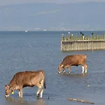 Bodensee Apartments, Sauna, Walks, Free Parking, Self Checkin, Nature Reserve, Restaurants Nearby Gaissau (Bregenz)