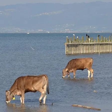 Bodensee Lakeside Retreat: Sauna, Nature, And Self-check-in Gaissau (Bregenz)