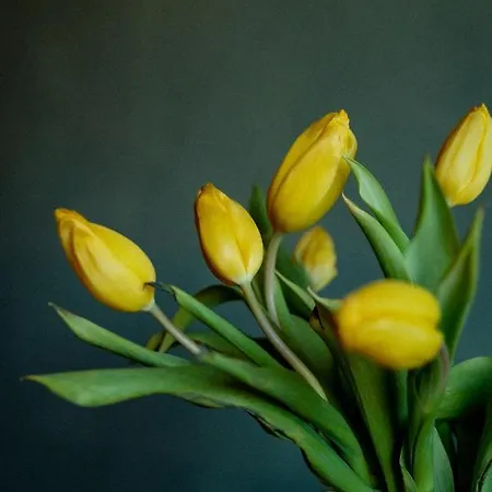 Bodensee Apartments, Sauna, Walks, Free Parking, Self Checkin, Nature Reserve, Restaurants Nearby *