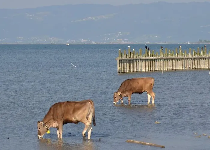 Bodensee Lakeside Retreat: Sauna, Nature, And Self-check-in Gaissau (Bregenz)