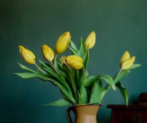 Bodensee Lakeside Retreat: Sauna, Nature, And Self-check-in Apartment Gaissau (Bregenz)