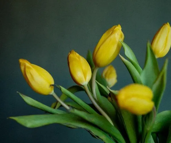 Bodensee Lakeside Retreat: Sauna, Nature, And Self-check-in *