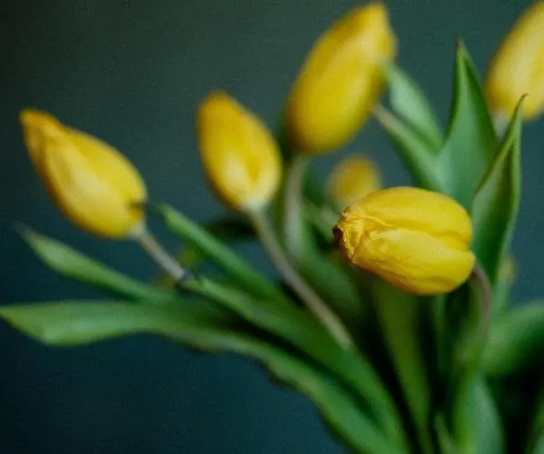 Apartment Bodensee Lakeside Retreat: Sauna, Nature, And Self-check-in *