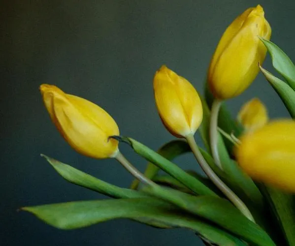 Bodensee Lakeside Retreat: Sauna, Nature, And Self-check-in Apartment *